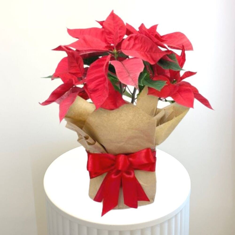 The Perfect Christmas Tree